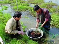水草种植对于小龙虾养殖的意义